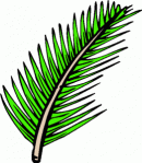 Palm branch