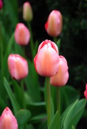pink tulips