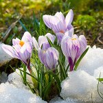 flowers-purple-crocus-13111088