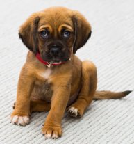 puppy-cropped