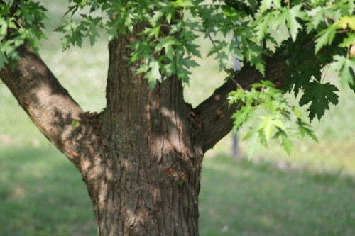 Silver maple tree Ken Cook
