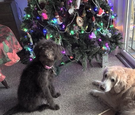 Emmy &amp; Lady &amp; tree 2017