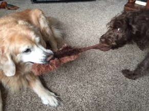 Tug of war