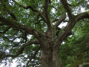 oak tree pixabay tree-893273_640 (1)