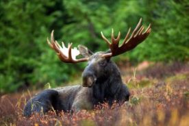 moose alces-alces-animal-animal-photography-76972