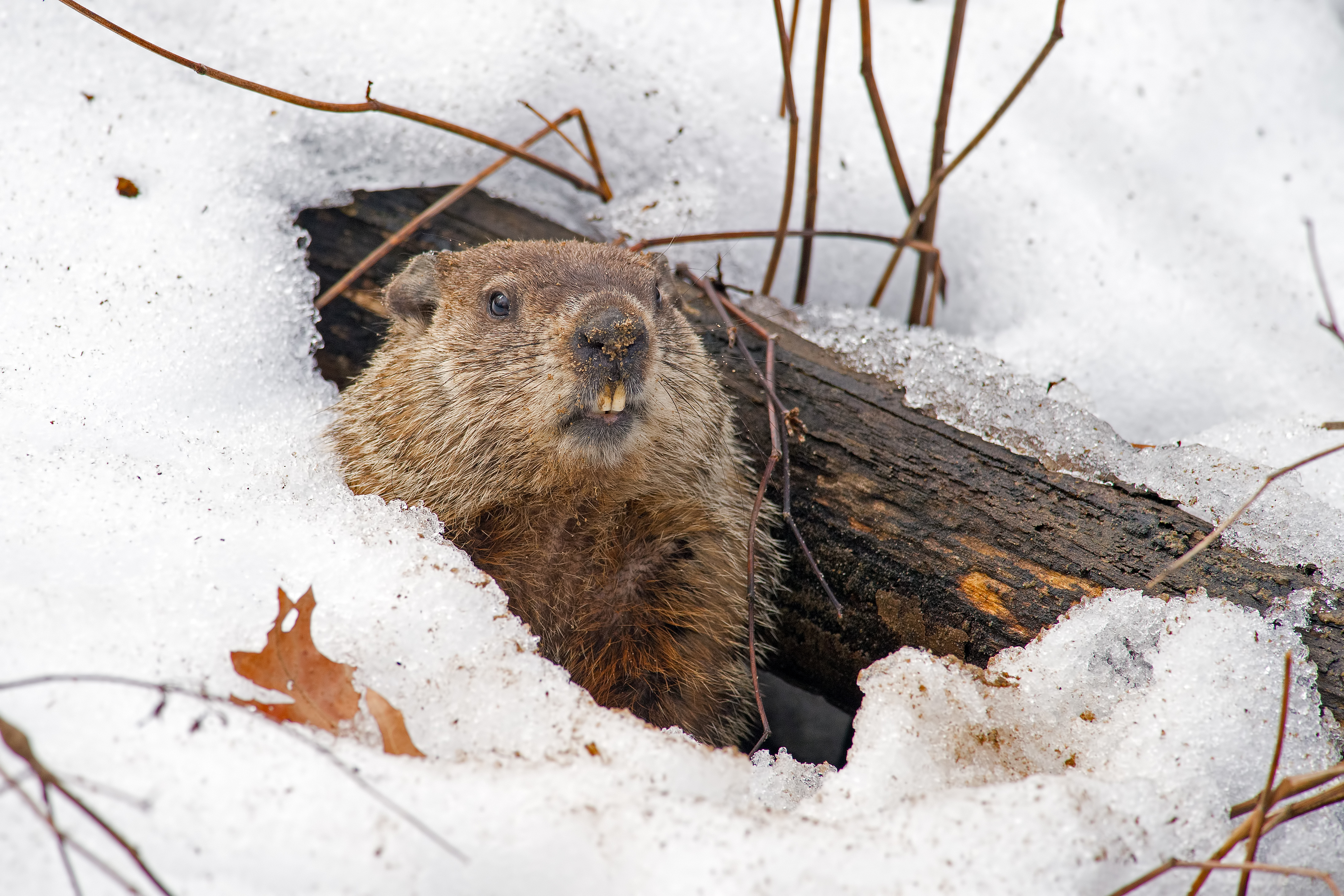 groundhog 1 mo free trial AdobeStock_89990419.jpeg