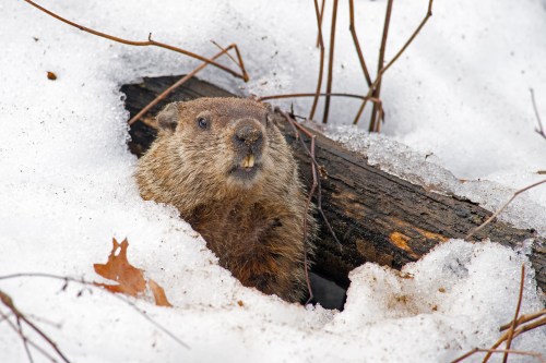 groundhog 1 mo free trial AdobeStock_89990419.jpeg